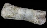 Struthiomimus Toe Bone - Montana #66416-1